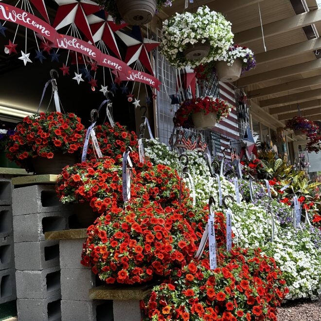 4th July Hanging Basket Zadlock IMG_0753 Stephanie Sullivan