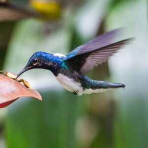 Bird Health