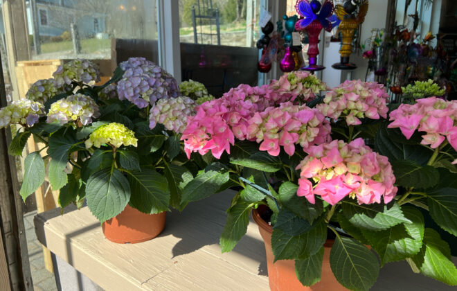 Flowers Zadlock