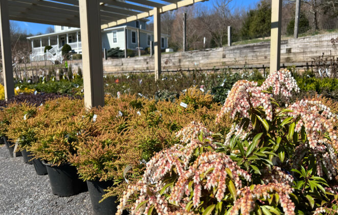 Shrubs Zadlock (4)